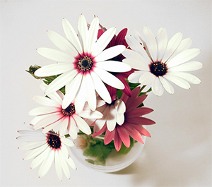 flowers_vase